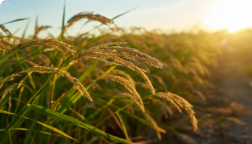 Agriculture Case Study